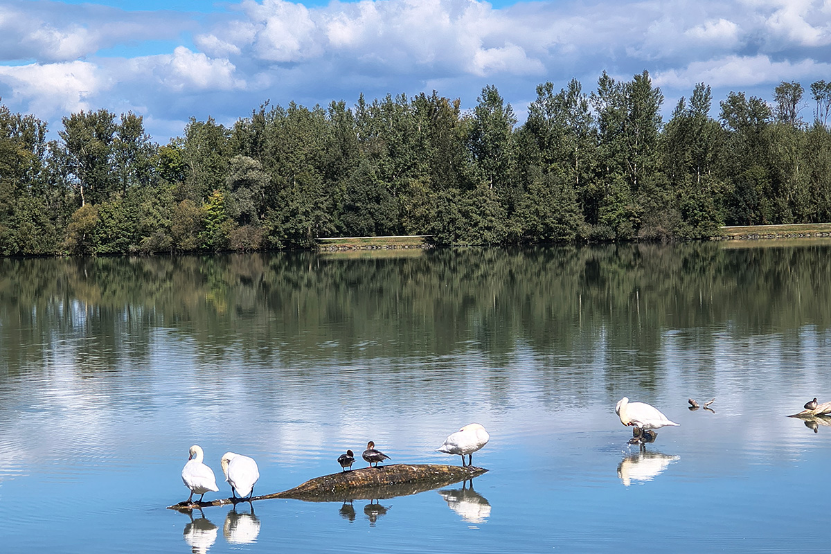 Mute swans and ducks on the Danube