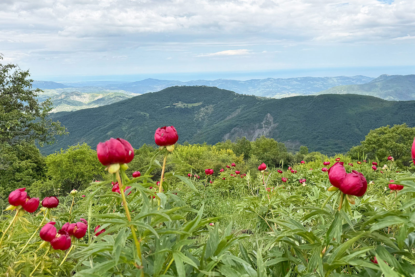 Fioritura peonie banxhurna - San Paolo Albanese