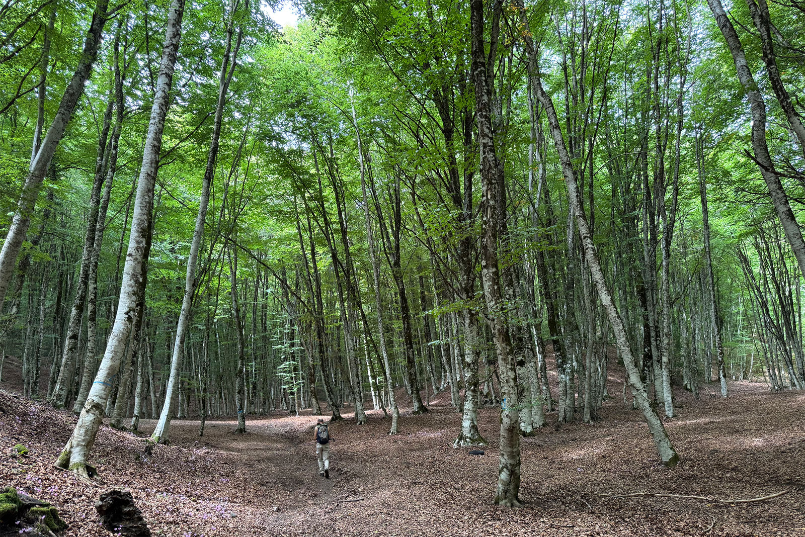 Cilento - Sentiero Padula